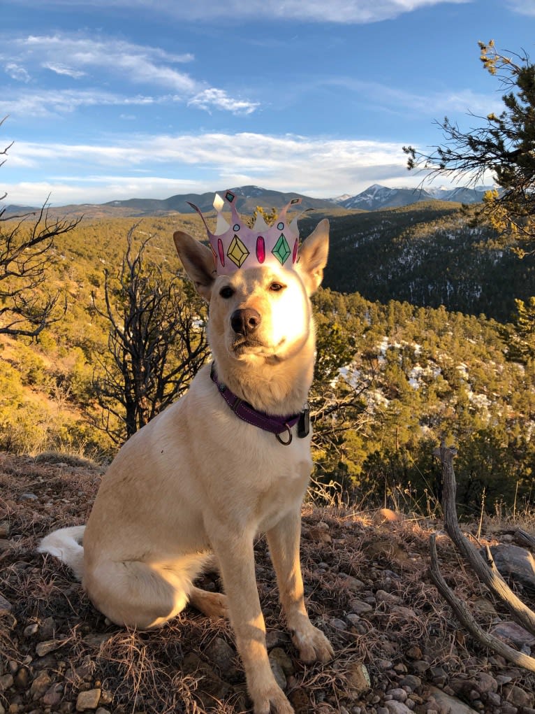 Pearl, an Australian Cattle Dog and Labrador Retriever mix tested with EmbarkVet.com