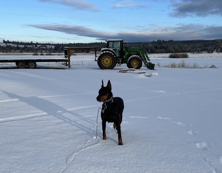 Harriet, a Doberman Pinscher tested with EmbarkVet.com
