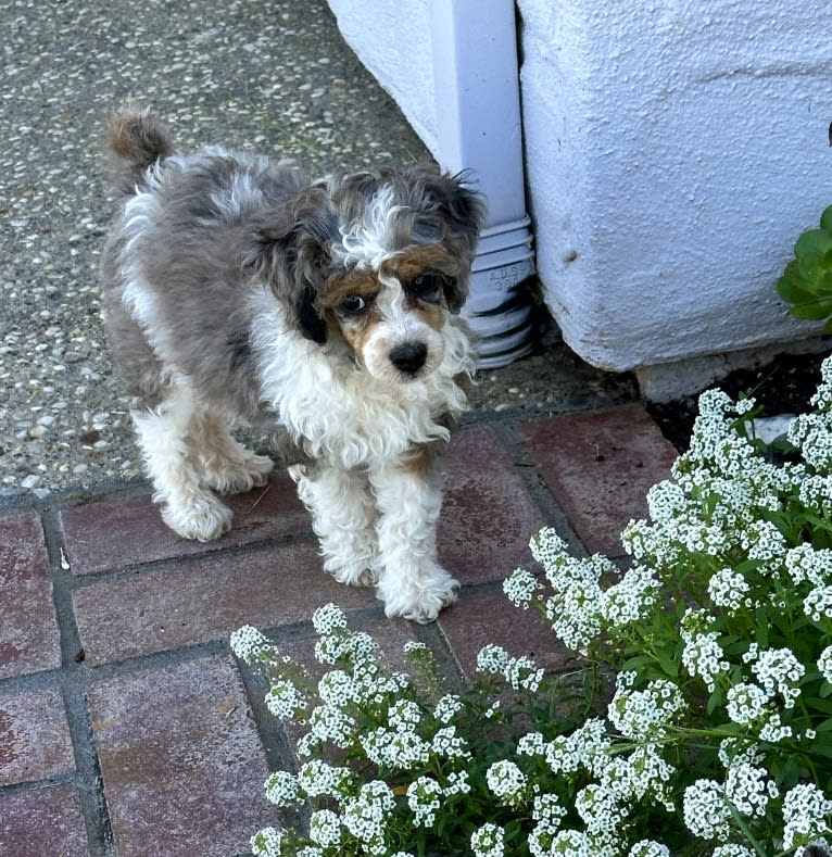 Ivy, a Poodle tested with EmbarkVet.com