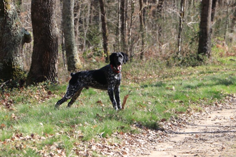 Oscar, a German Shorthaired Pointer and German Wirehaired Pointer mix tested with EmbarkVet.com