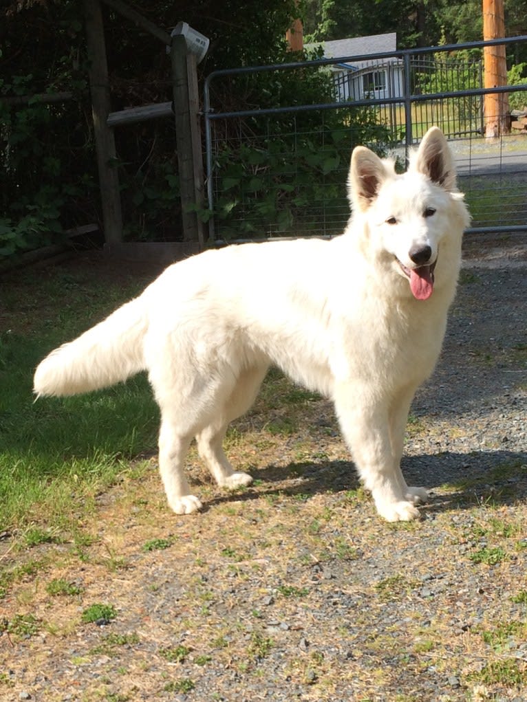 Bela, a White Shepherd tested with EmbarkVet.com