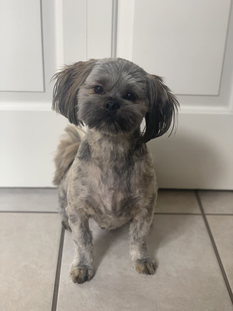 Leonardo da Vinci, a Shih Tzu and Yorkshire Terrier mix tested with EmbarkVet.com