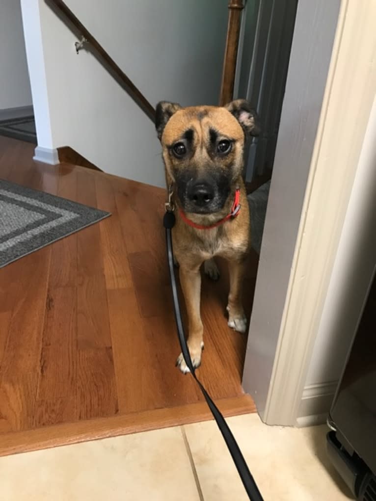 Susie, a Labrador Retriever and Chihuahua mix tested with EmbarkVet.com