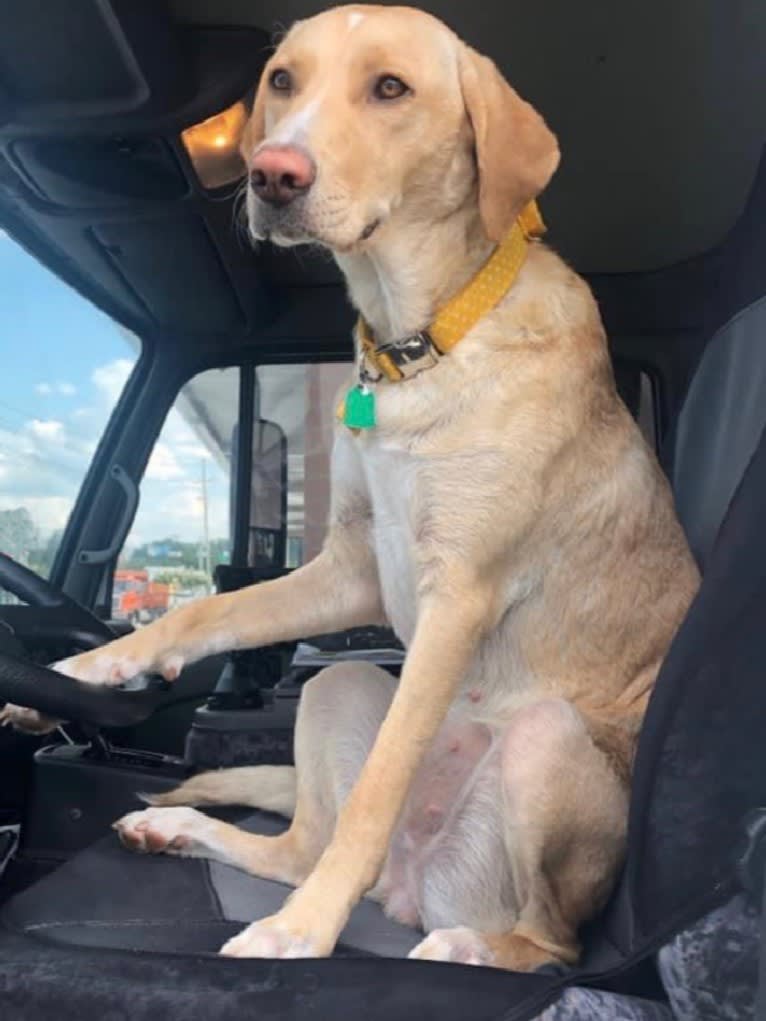 Willow, a Labrador Retriever and Treeing Walker Coonhound mix tested with EmbarkVet.com