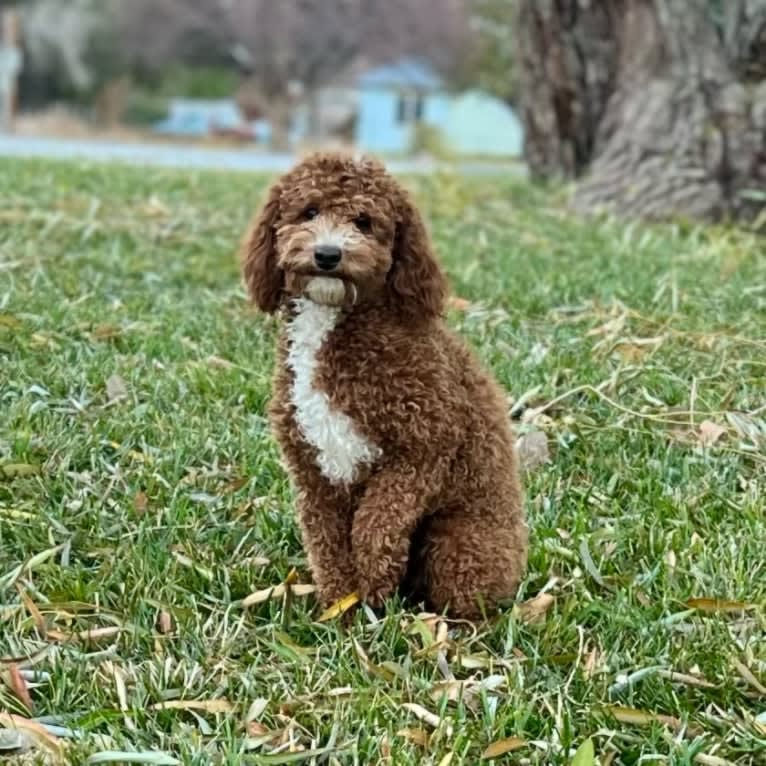 Barkley, a Poodle (Small) tested with EmbarkVet.com