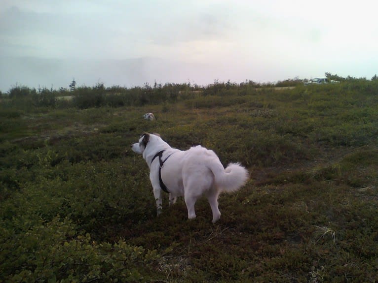 Buddy, an American Eskimo Dog and Norwegian Elkhound mix tested with EmbarkVet.com