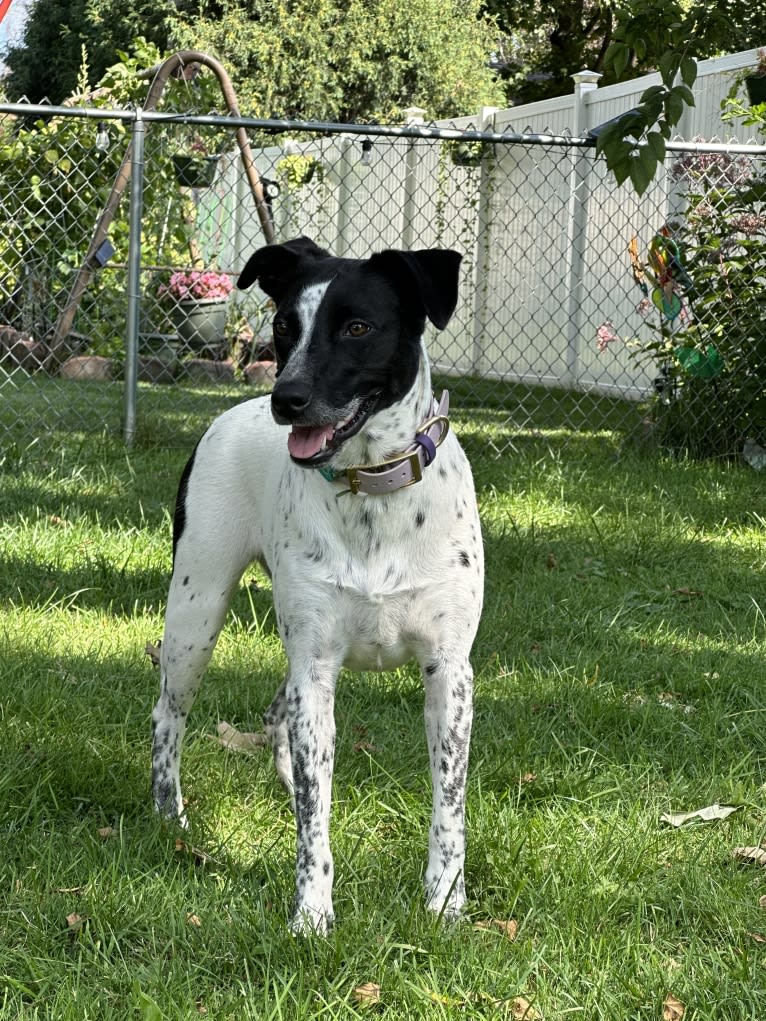Riley, an Australian Cattle Dog and American Pit Bull Terrier mix tested with EmbarkVet.com