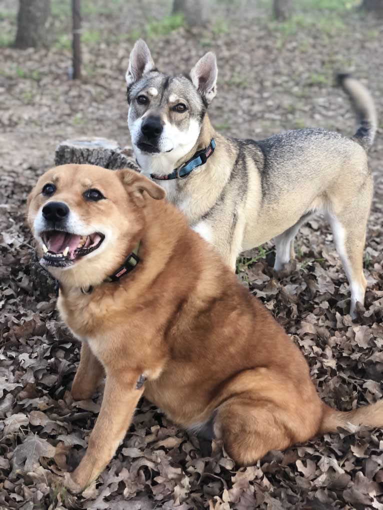 Kaeko, a Siberian Husky and Chow Chow mix tested with EmbarkVet.com