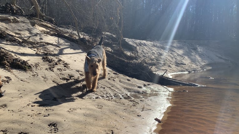 Ares, an Airedale Terrier tested with EmbarkVet.com