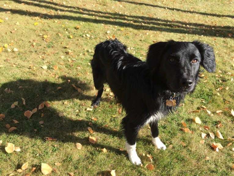 Aloe Vera, a Rottweiler and Border Collie mix tested with EmbarkVet.com