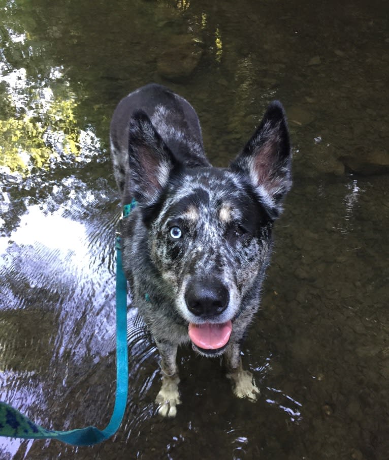 Winkee, a Catahoula Leopard Dog and Siberian Husky mix tested with EmbarkVet.com