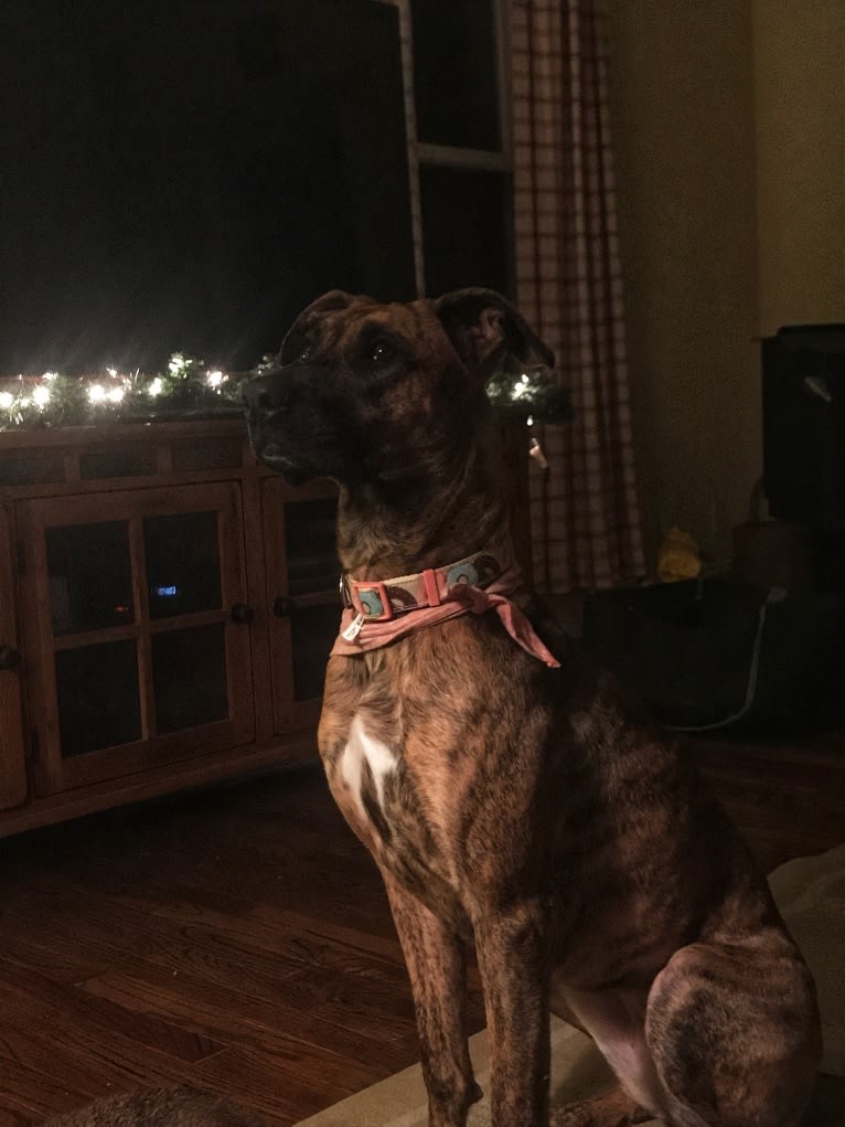 Lady Lulu, a Belgian Malinois and Boxer mix tested with EmbarkVet.com