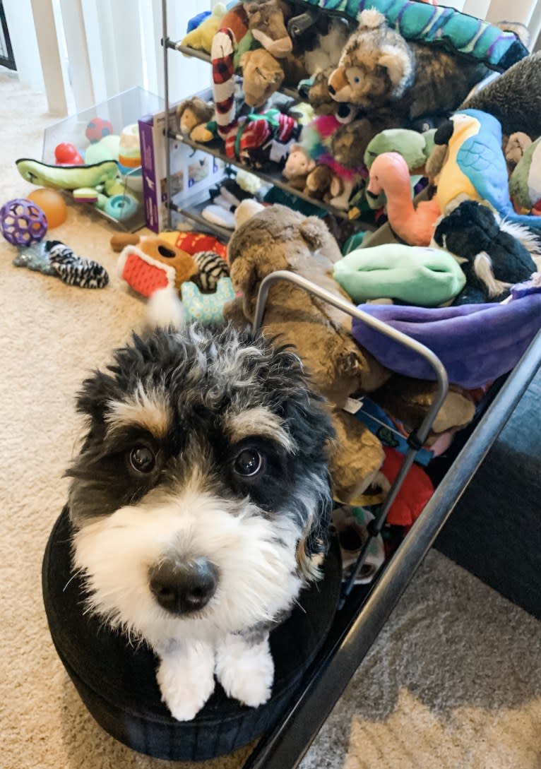 Drake, a Bernese Mountain Dog and Poodle (Small) mix tested with EmbarkVet.com