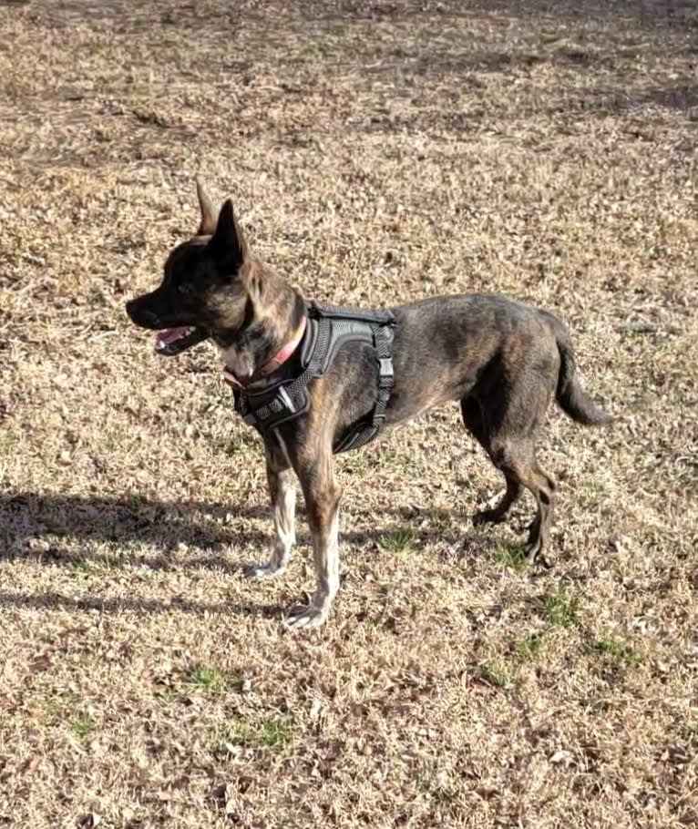 Butler, an Australian Cattle Dog and American Pit Bull Terrier mix tested with EmbarkVet.com