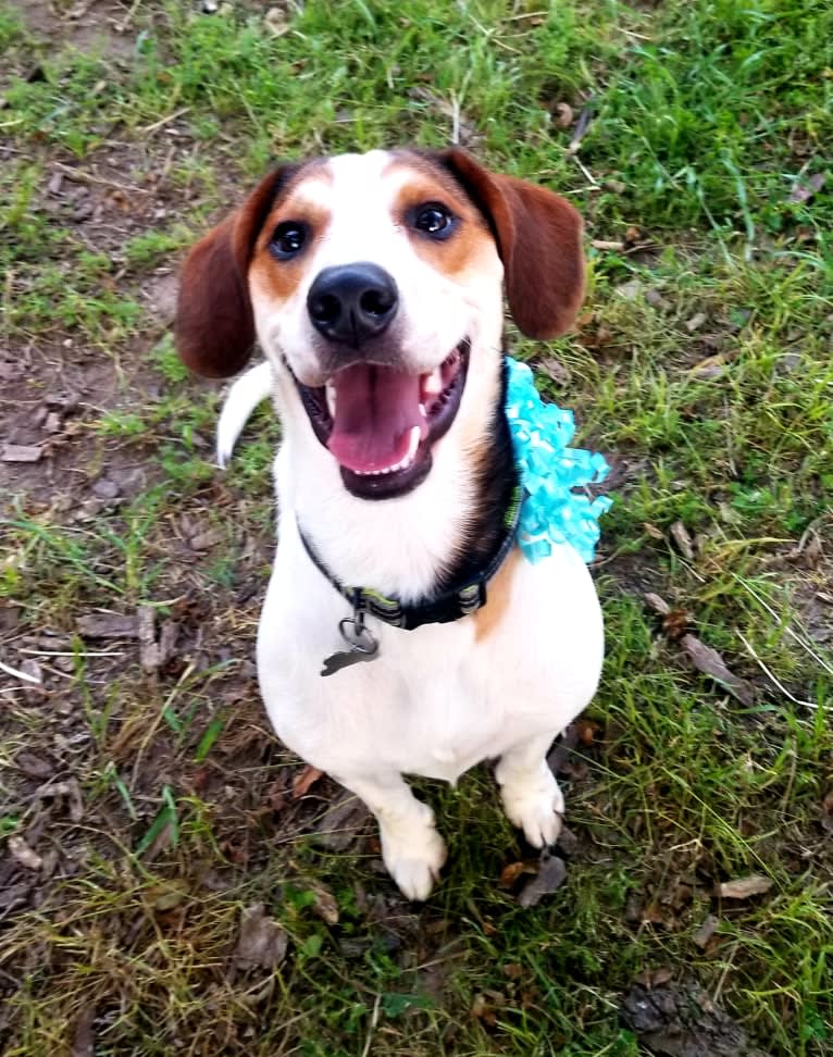 Clyde, a Basset Hound and Australian Cattle Dog mix tested with EmbarkVet.com