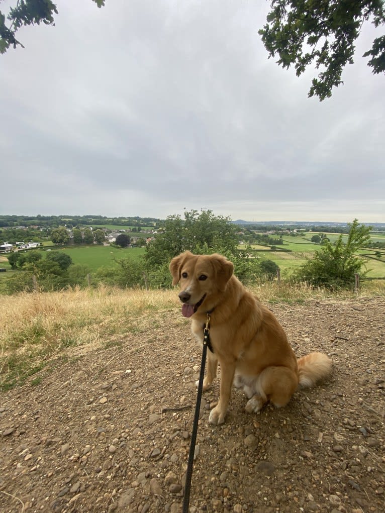 Puck, an Eastern European Village Dog tested with EmbarkVet.com