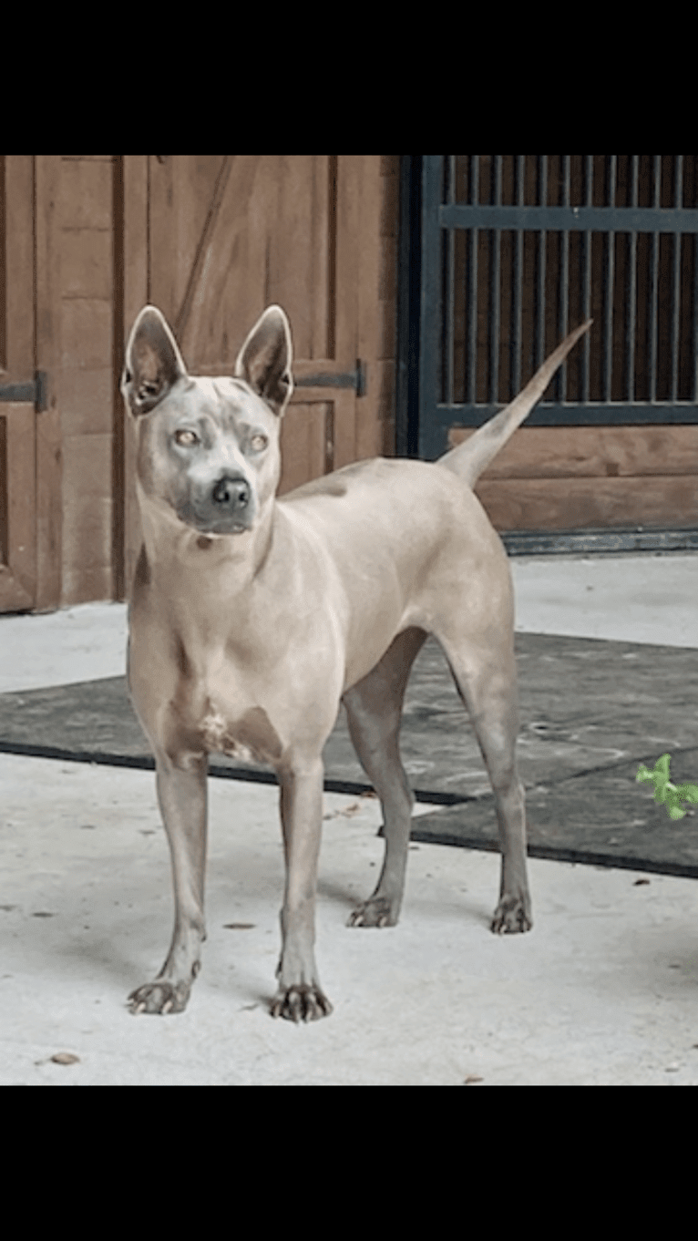 Shelby, a Thai Ridgeback tested with EmbarkVet.com