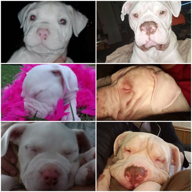 Storm, an American Bulldog tested with EmbarkVet.com