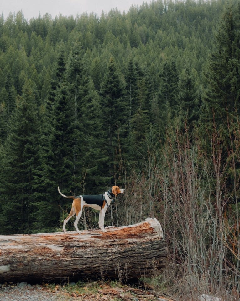 Carl, a Treeing Walker Coonhound tested with EmbarkVet.com