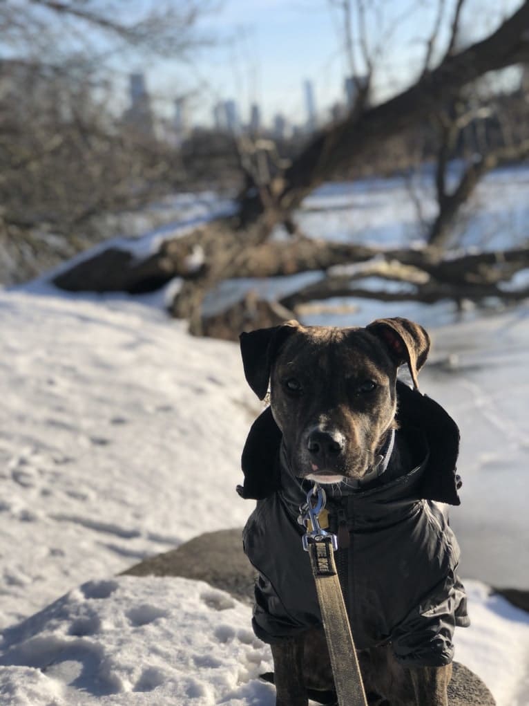 Mackey, an American Pit Bull Terrier tested with EmbarkVet.com