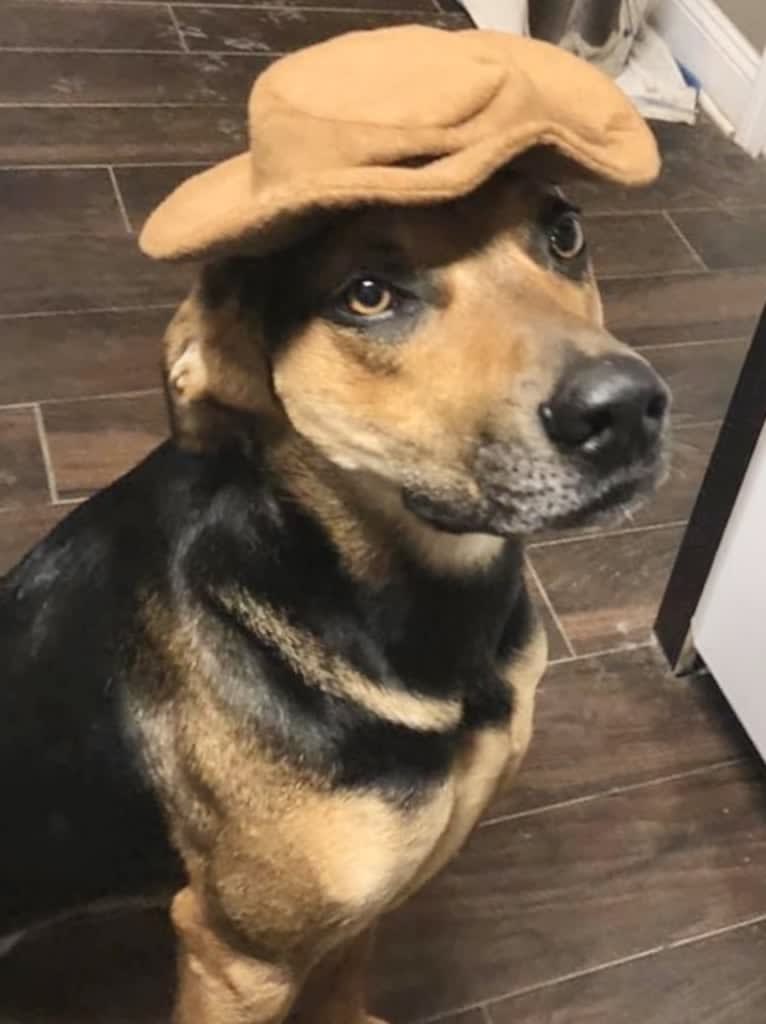 Jake Finn, a Catahoula Leopard Dog and German Shepherd Dog mix tested with EmbarkVet.com