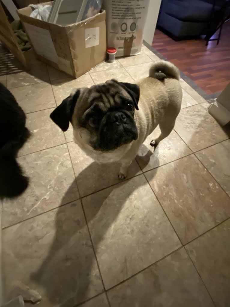 Barkley, a Pug tested with EmbarkVet.com