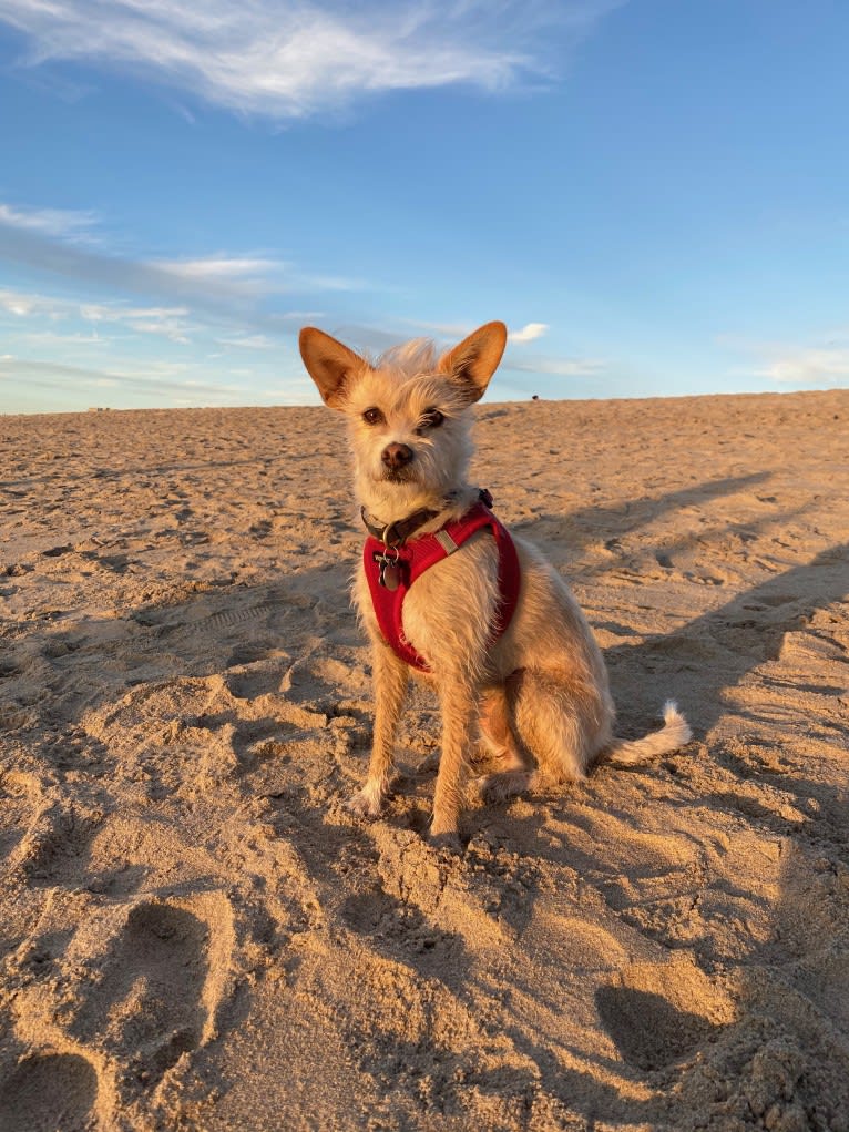 Ziggy, a Chihuahua and Poodle (Small) mix tested with EmbarkVet.com