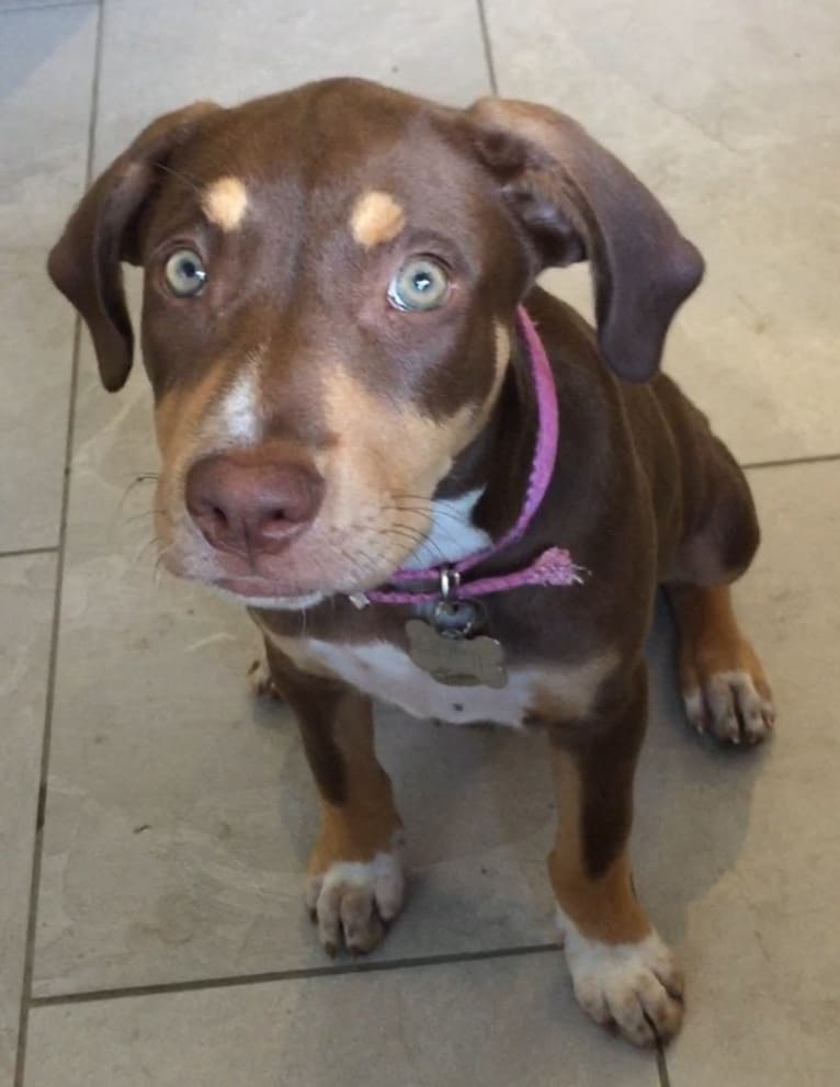 Beach's Dorie Jade, a Catahoula Leopard Dog tested with EmbarkVet.com