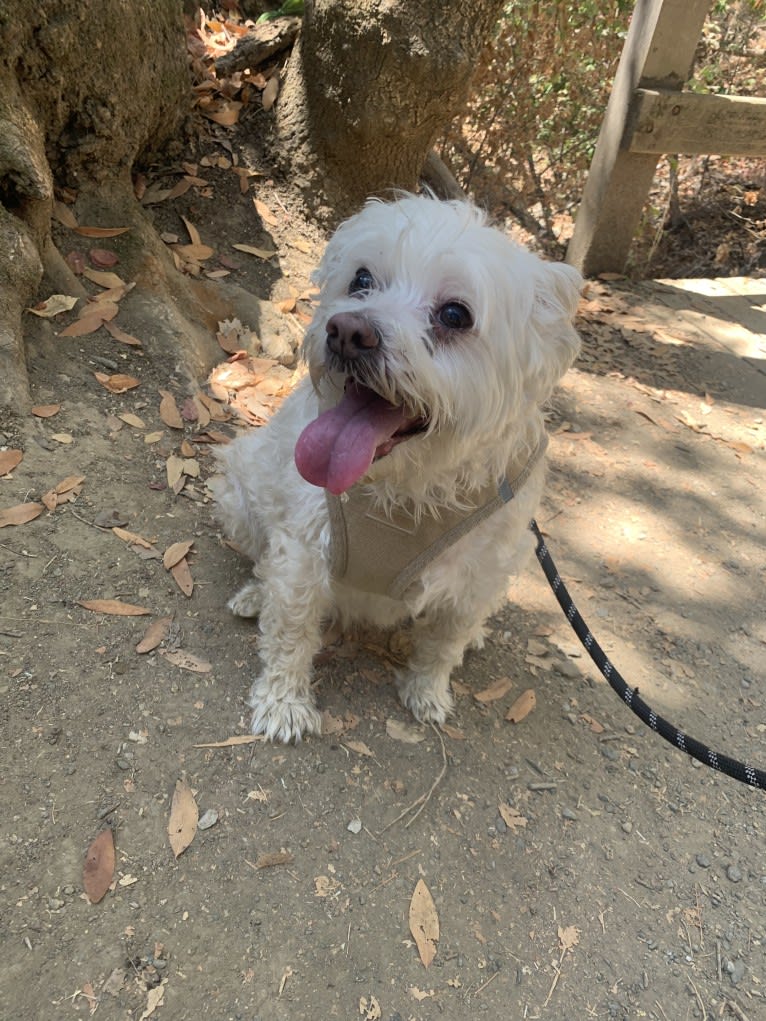 Logan, a Chinese Crested and Maltese mix tested with EmbarkVet.com