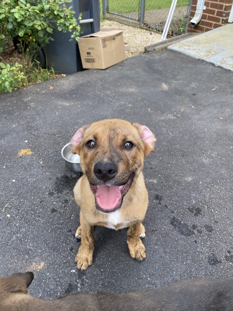 Bruno, an American Pit Bull Terrier and Golden Retriever mix tested with EmbarkVet.com