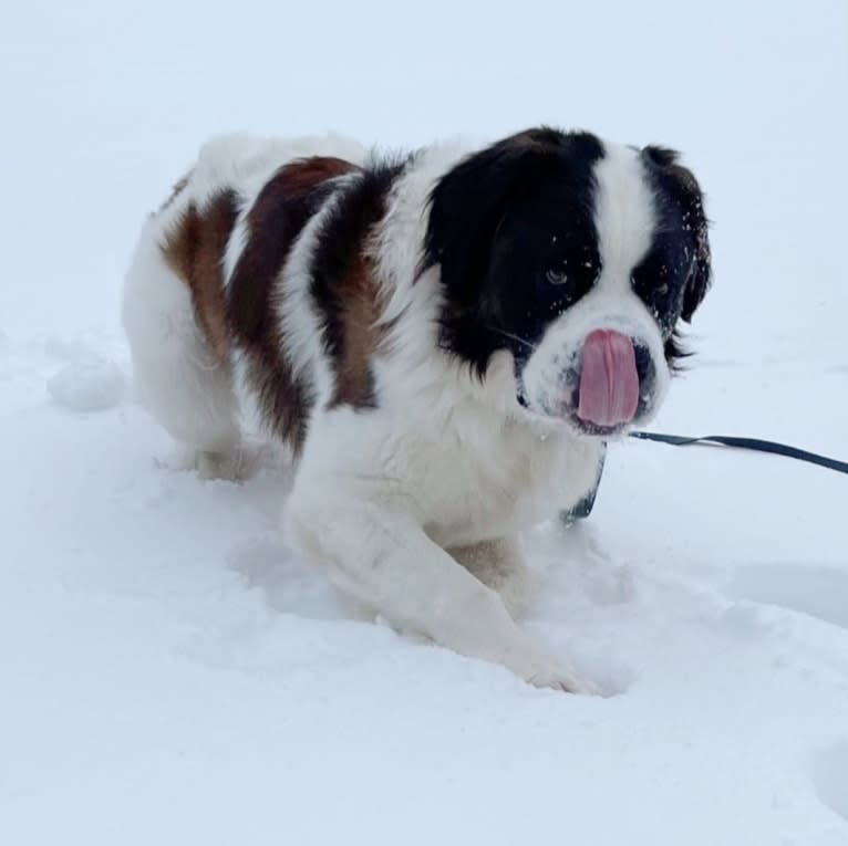 Waffles, a Saint Bernard tested with EmbarkVet.com