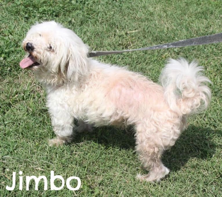 Theo, a Maltese tested with EmbarkVet.com