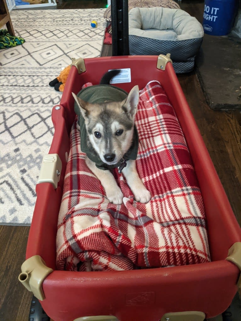 Max, a German Shepherd Dog and Alaskan Malamute mix tested with EmbarkVet.com