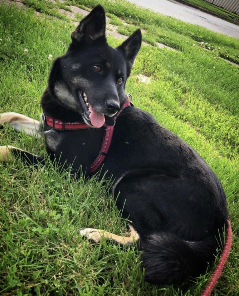 Laika, a Siberian Husky and Border Collie mix tested with EmbarkVet.com