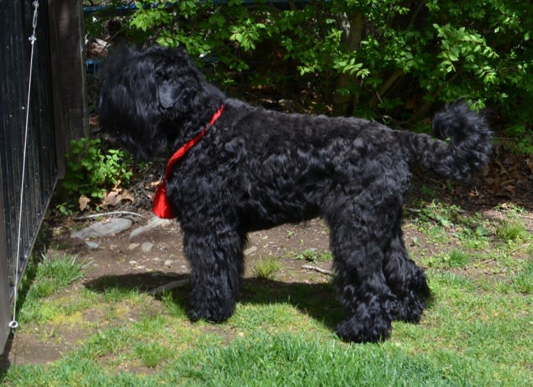 Fiamma, a Black Russian Terrier tested with EmbarkVet.com
