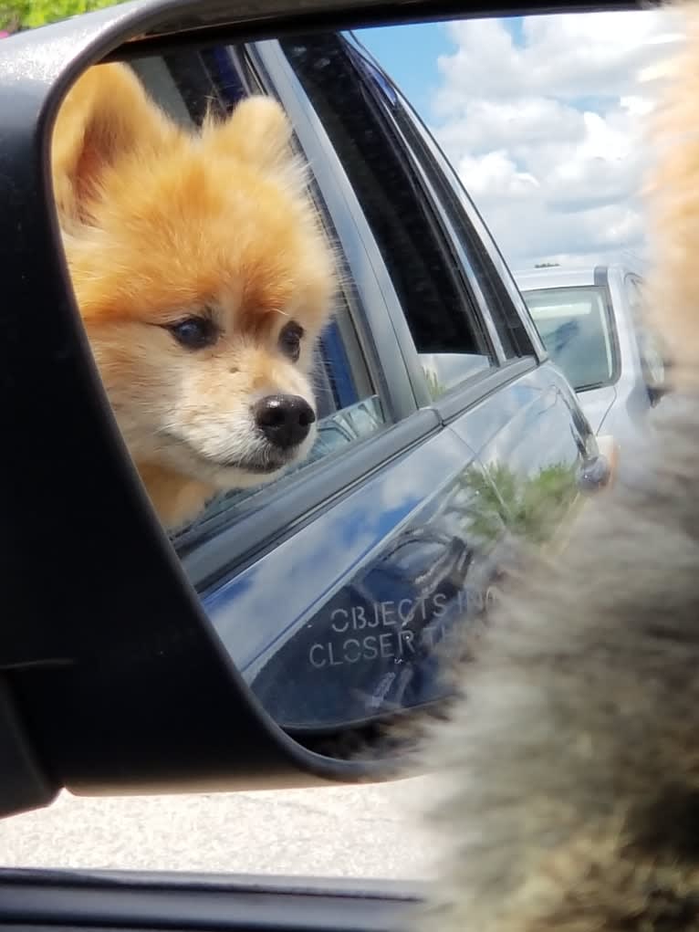 Zeke, a Pomeranian tested with EmbarkVet.com