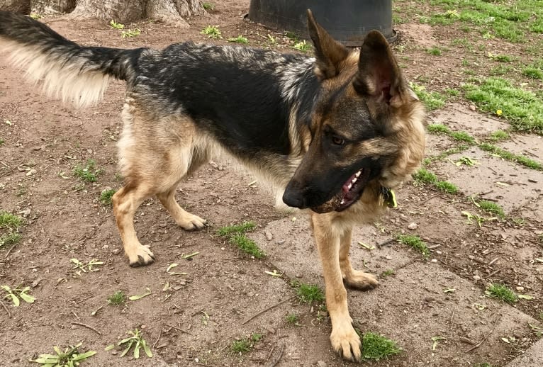 Abbie, a German Shepherd Dog tested with EmbarkVet.com