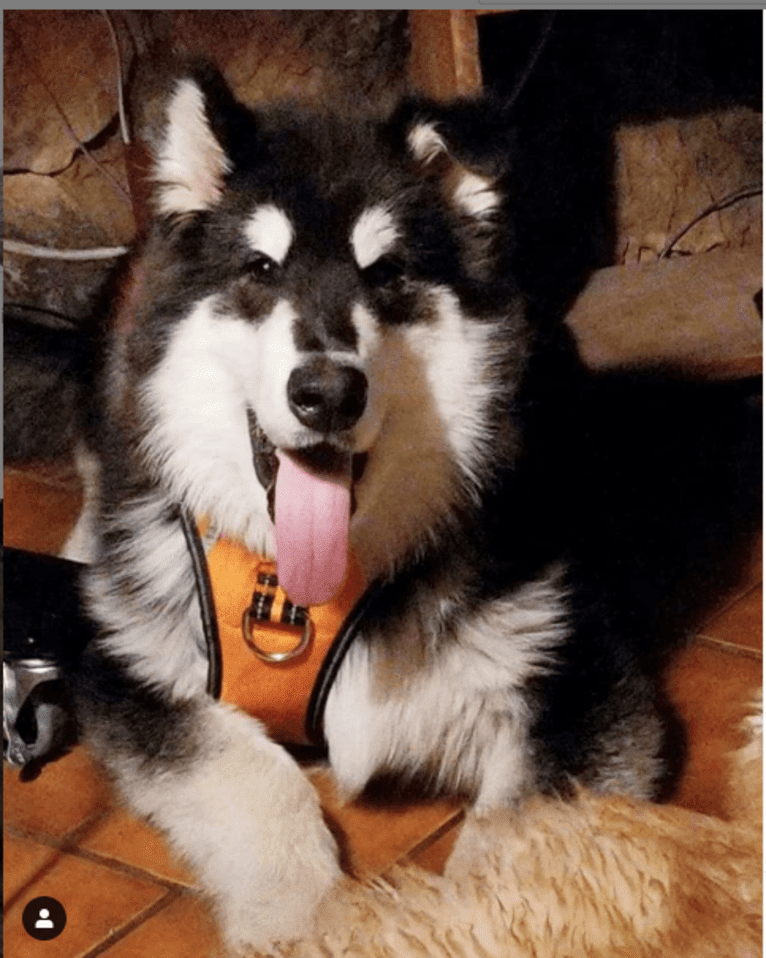 Kalu, an Alaskan Malamute tested with EmbarkVet.com