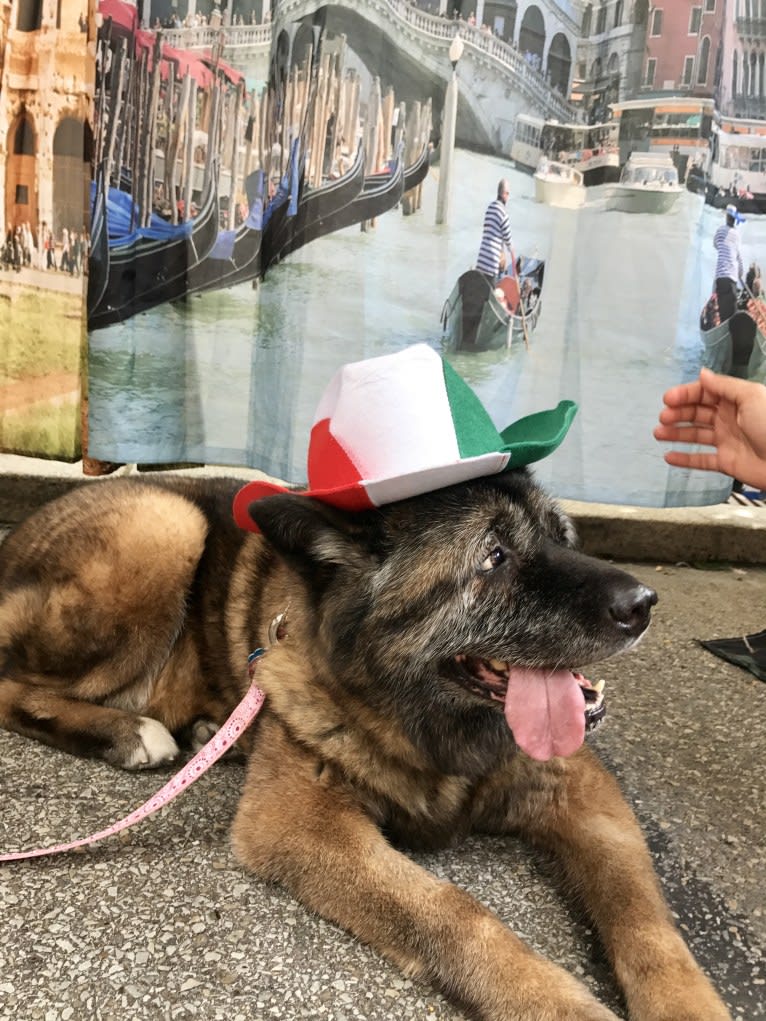 Kiki, an Akita tested with EmbarkVet.com