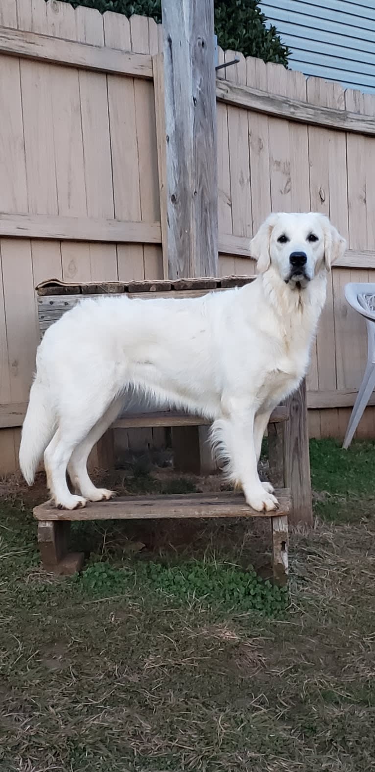 Zahavah, a Golden Retriever tested with EmbarkVet.com