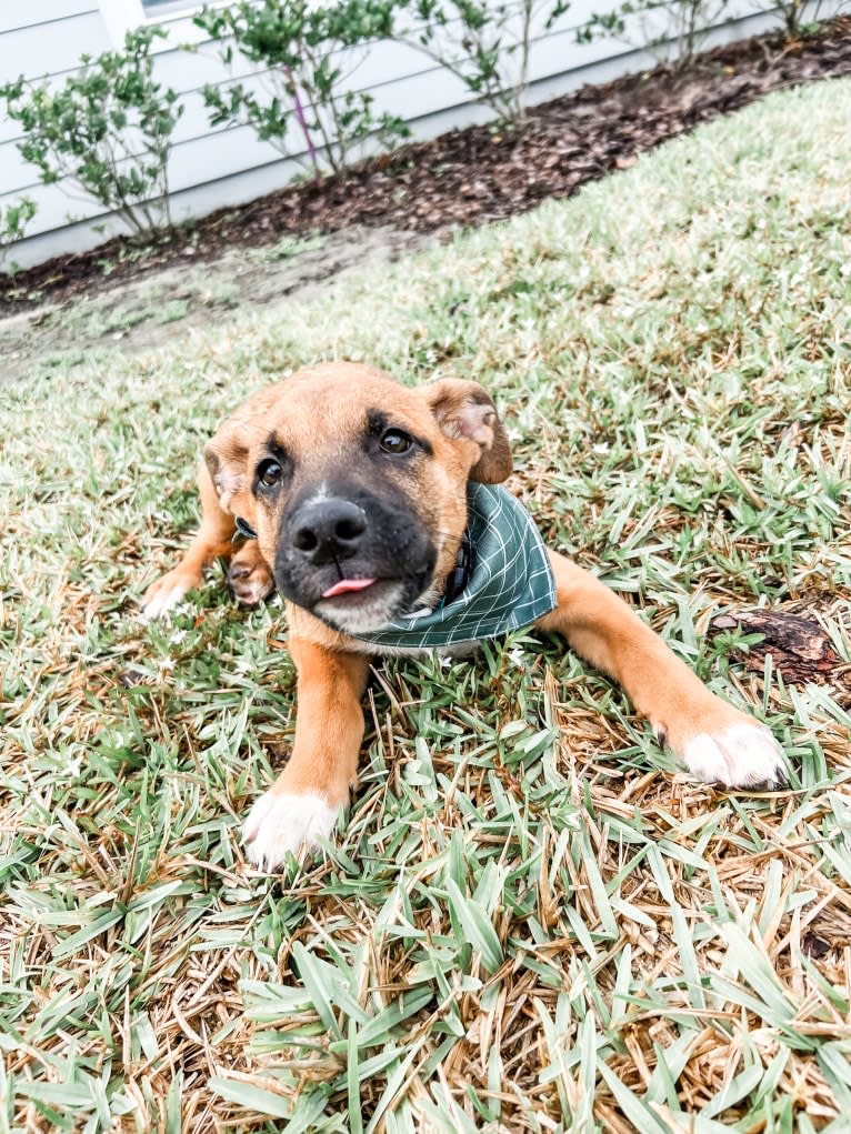 Indy, an Anatolian Shepherd Dog and American Pit Bull Terrier mix tested with EmbarkVet.com