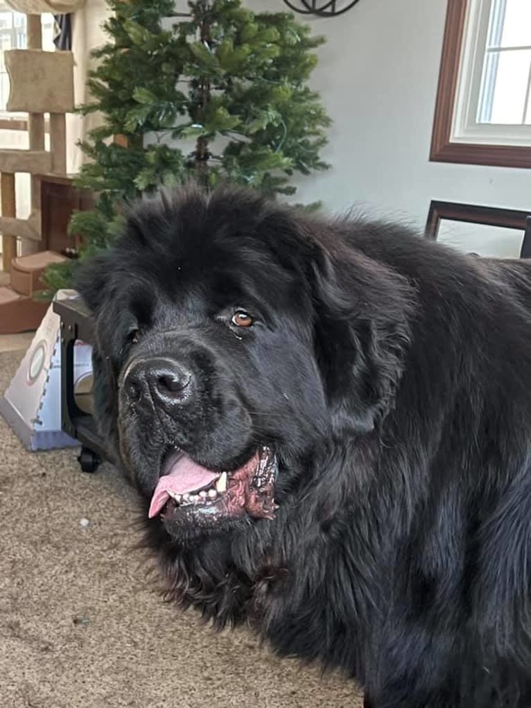 Titan, a Newfoundland tested with EmbarkVet.com