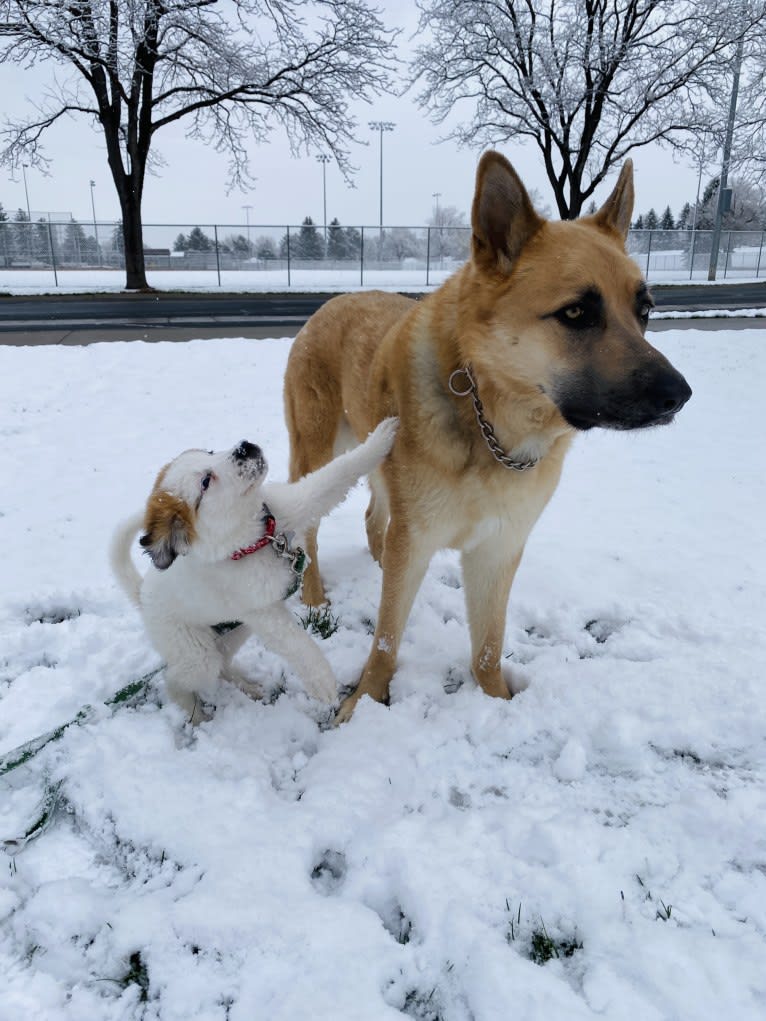 Boban, a German Shepherd Dog and Great Pyrenees mix tested with EmbarkVet.com