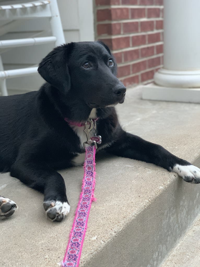 Keira Mason, an Australian Shepherd and Labrador Retriever mix tested with EmbarkVet.com