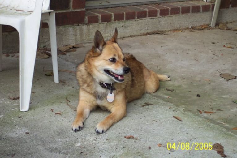 Lassie, a Pomeranian and Rat Terrier mix tested with EmbarkVet.com