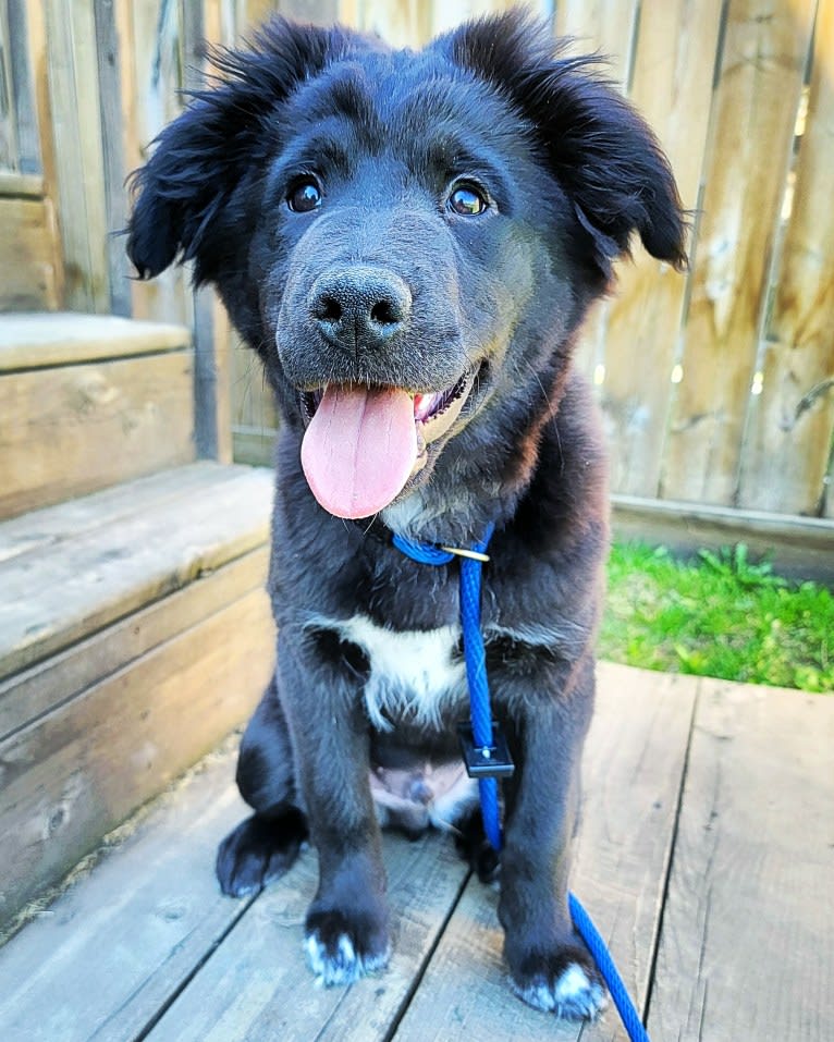 Bowser, an American Pit Bull Terrier and Siberian Husky mix tested with EmbarkVet.com