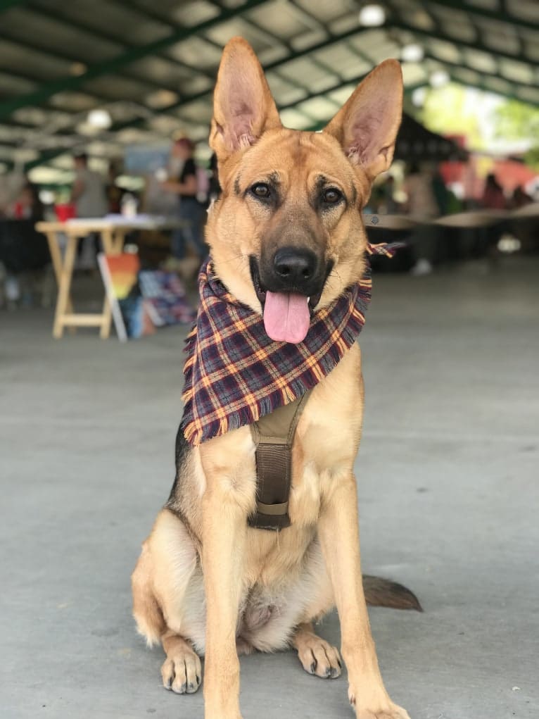 Maui, a German Shepherd Dog tested with EmbarkVet.com