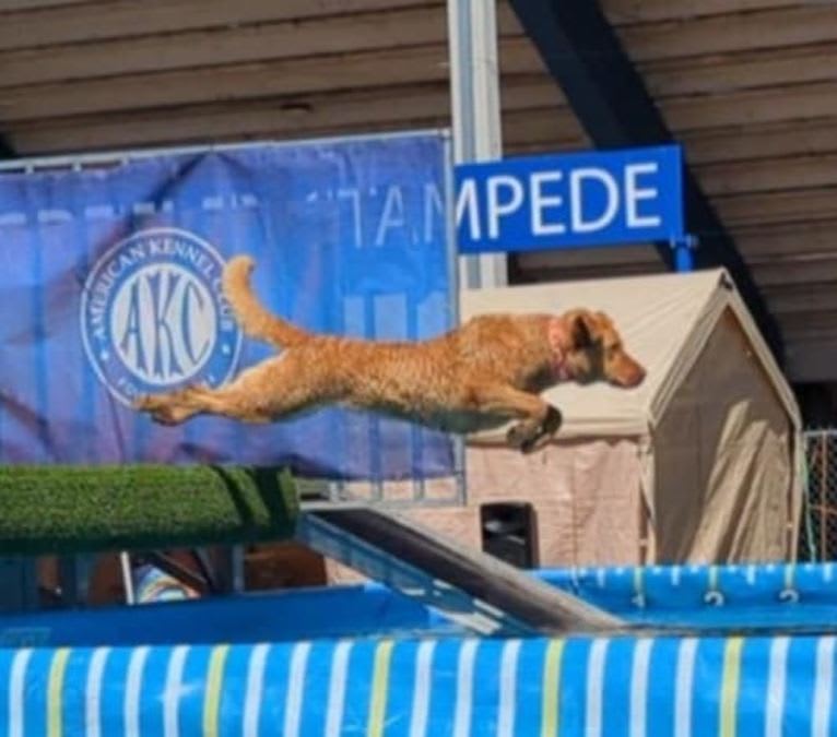 Epic, a Chesapeake Bay Retriever tested with EmbarkVet.com
