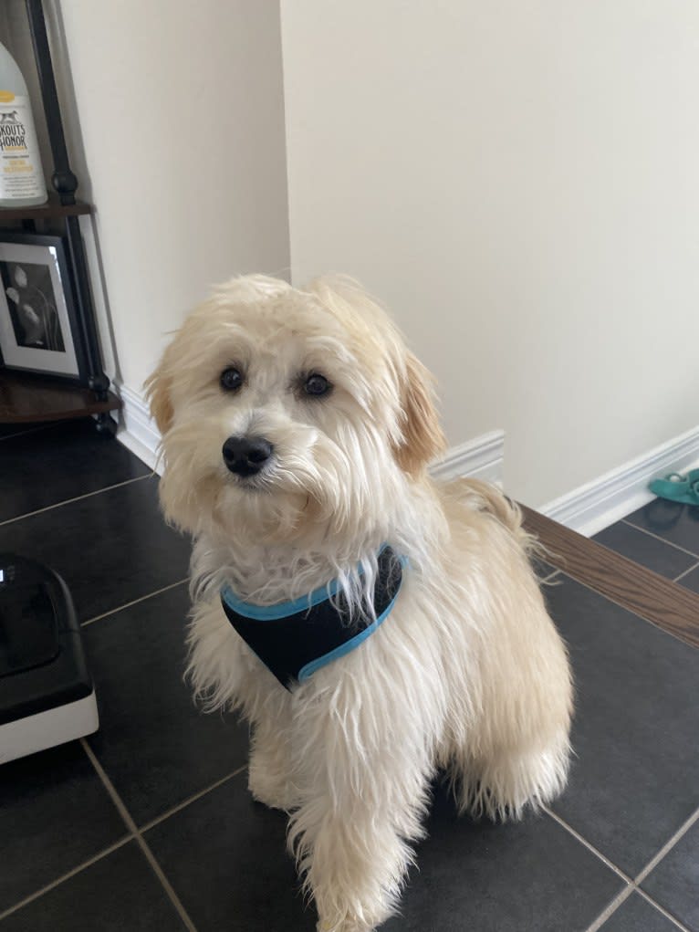 Oliver, a Poodle (Small) and Bichon Frise mix tested with EmbarkVet.com