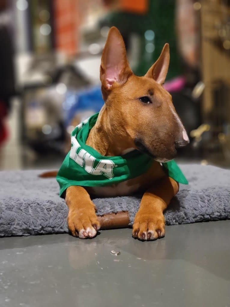 Chester, a Bull Terrier tested with EmbarkVet.com